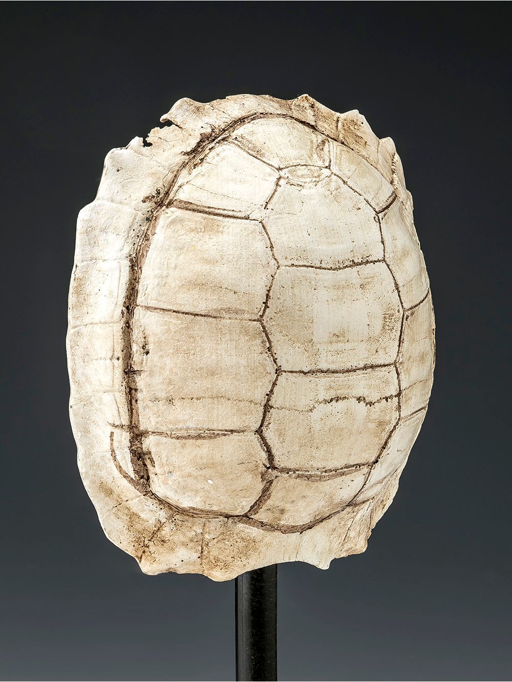 Adorno-de-tortuga-con-base-TURTLE-BLANCA-Landmark-1