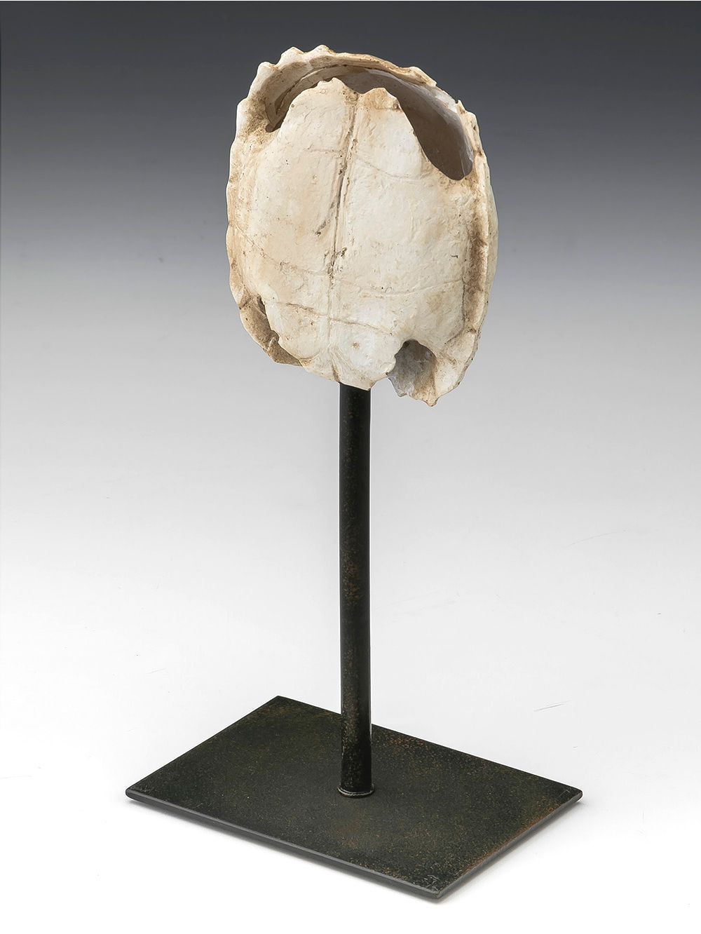 Adorno-de-tortuga-con-base-TURTLE-BLANCA-Landmark-2