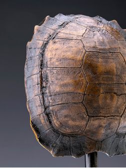 Adorno-de-tortuga-con-base-TURTLE-NEGRA-Landmark-1
