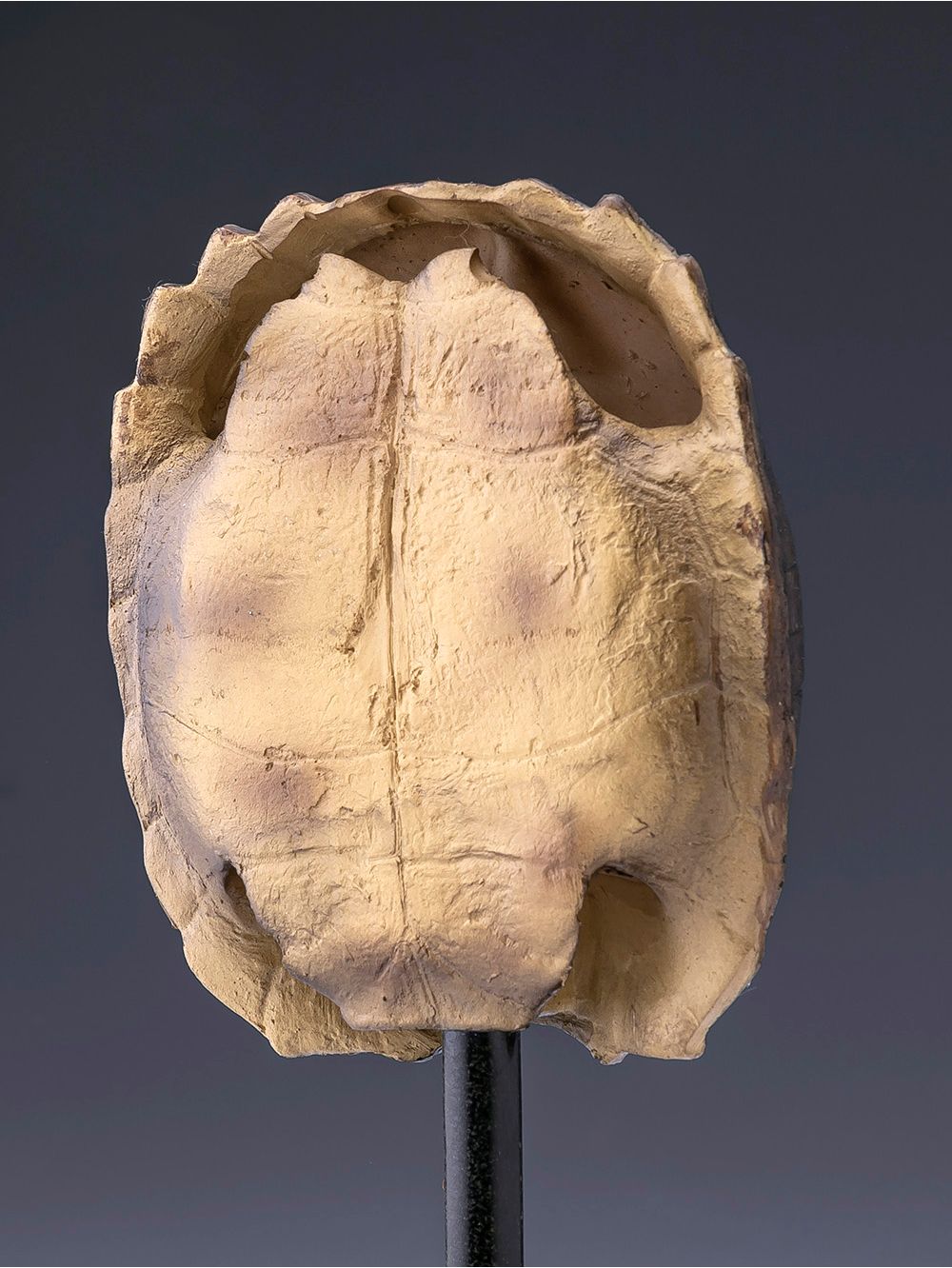 Adorno-de-tortuga-con-base-TURTLE-NEGRA-Landmark-2